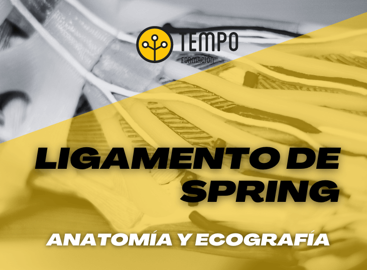 ligamento-de-spring-y-ecografia